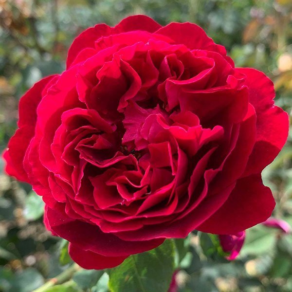 Eugene Furst is a deep red Hybrid Perpetual Rose.