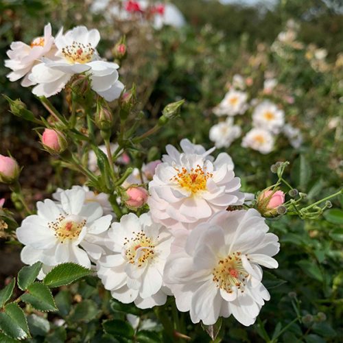 Avon a white ground cover rose.