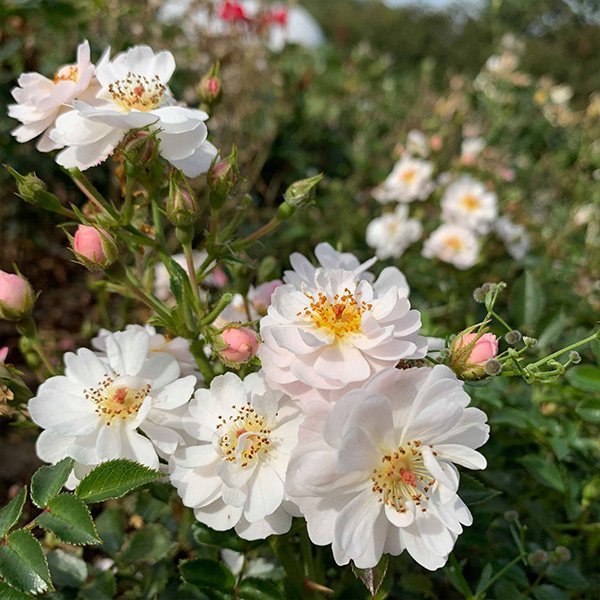 Avon a white ground cover rose.