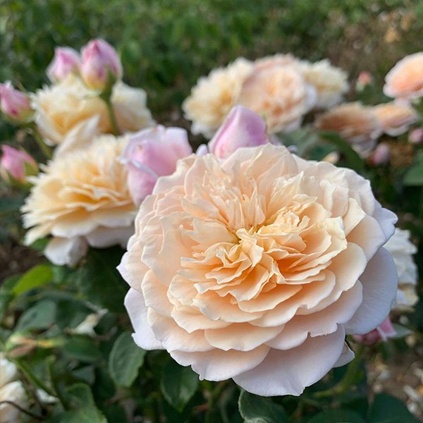 English Garden Rose by David Austin
