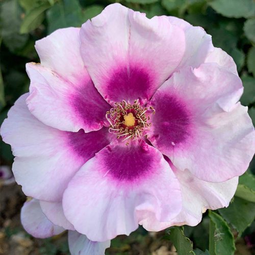 Eyes for You. A persica rose with a purple centre.