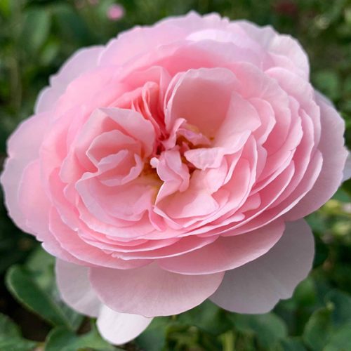 David Austin Rose - Heritage