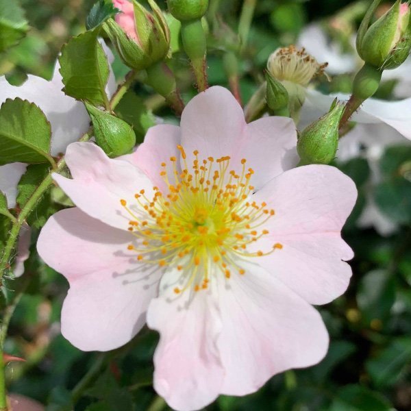 Nozomi Pink Ground Cover Rose