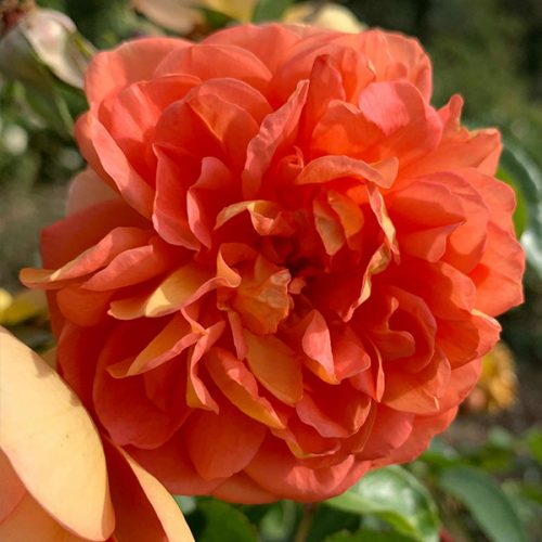 Pat Austin an orange David Austin Rose.