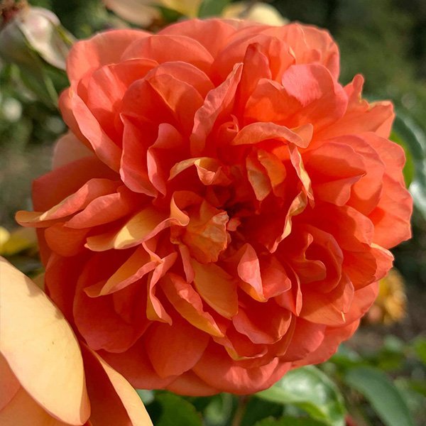 Pat Austin an orange David Austin Rose.