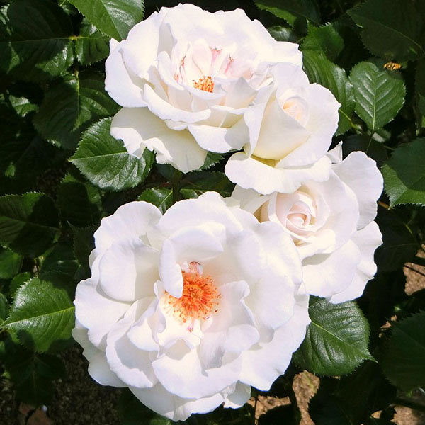Margeret Merill rose with white blooms and deep green leaves.