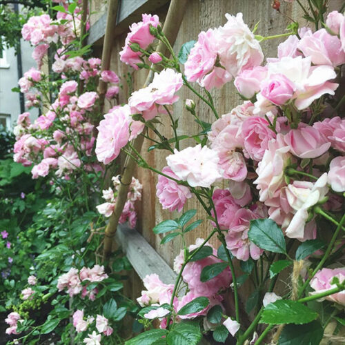 Super Fairy is a repeat flowering rambling rose introduced in 1992.