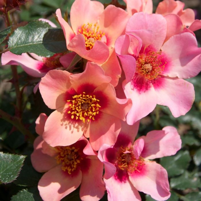 Persica Rose, Rose of the Year 2015, For Your Eyes Only.
