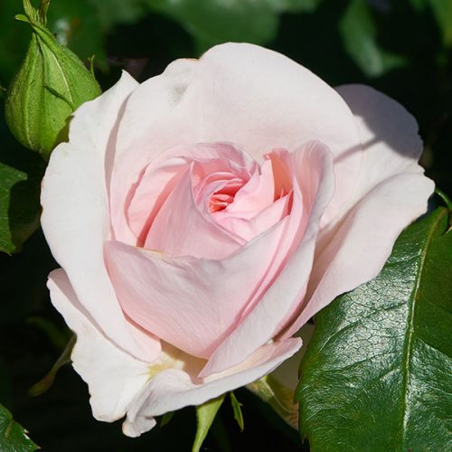 Anna is a beautiful pale pink rose bred by Poulsen of Denmark.