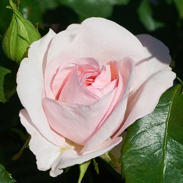 Anna is a beautiful pale pink rose bred by Poulsen of Denmark.