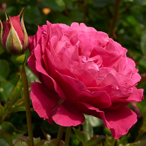 Aya is a deep pink Renaissance Shrub Rose bred by Poulsen of Denmark.
