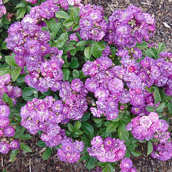 Baby Faurax is a purple polyantha rose, introduced in 1924