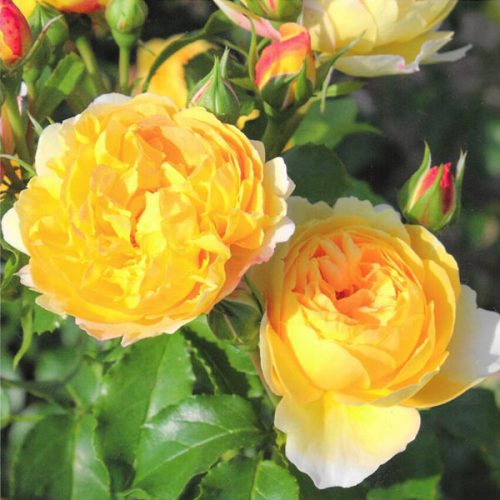 Belle de Jour is a Delbard Rose with a heady vanilla and apricot scent.