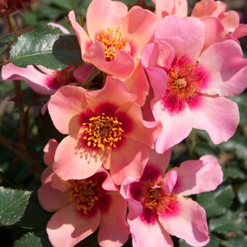 Persica Rose, Rose of the Year 2015, For Your Eyes Only.