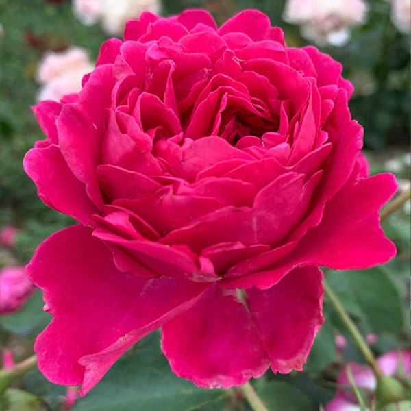 Isla Rose is a deep pink Renaissance Rose.