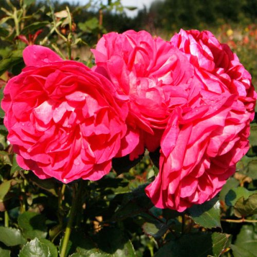 Maria is a blowsy deep pink rose bred by Poulsen of Denmark.