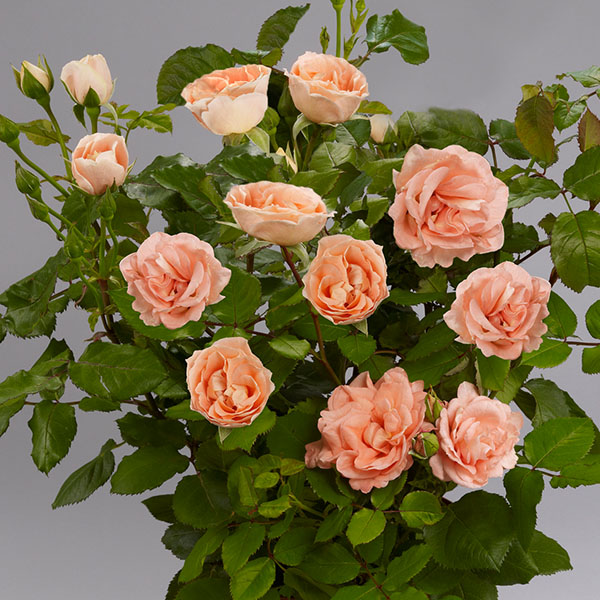 A bouquet of Matilda Rose bred by Poulsen