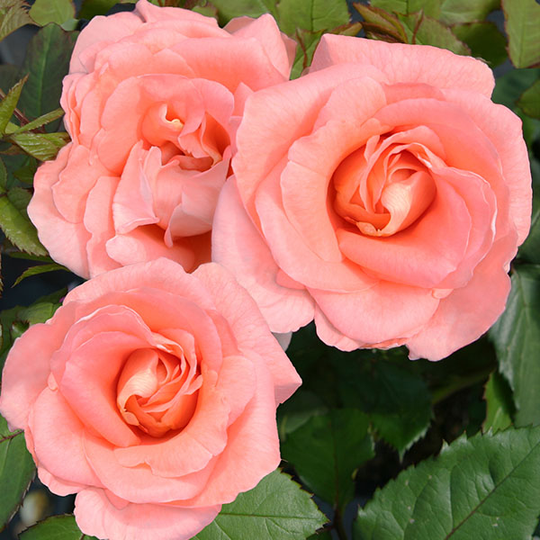 Matilda is a creamy apricot coloured Renaissance Rose bred by Poulsen.
