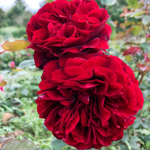 Nadia is a deep red Renaissance Rose.