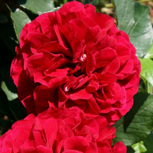 Nadia is a red fragrant rose bred by Poulsen of Denmark.