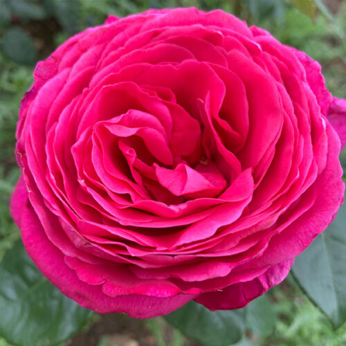 Naomi is a mid pink rose from the Renaissance family