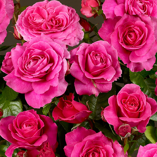 Naomi is a deep pink rose bred by Poulsen of Denmark.
