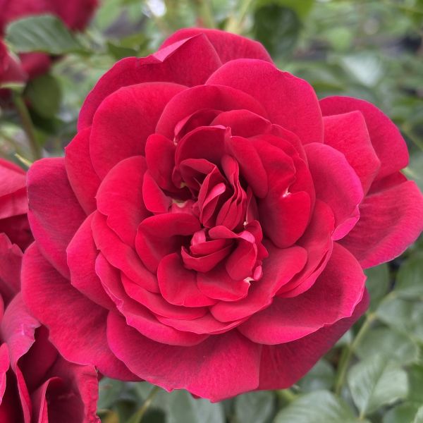 Isla a dark red renaissance rose.