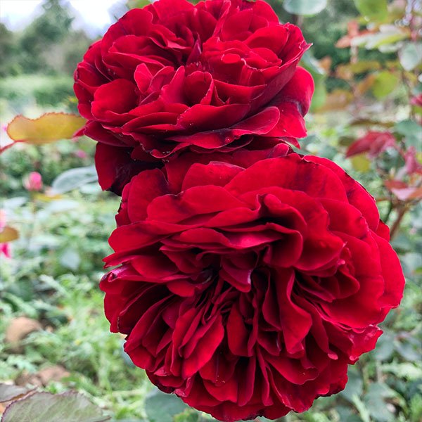 Nadia is a deep red Renaissance Rose.