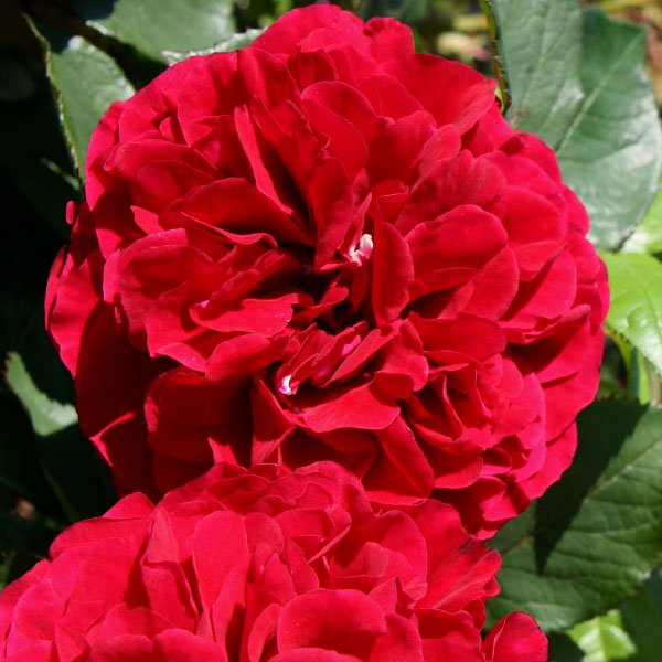 Nadia is a red fragrant rose bred by Poulsen of Denmark.