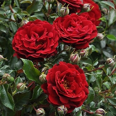 Hallie is a fragrant deep red rose with interesting flower shape.