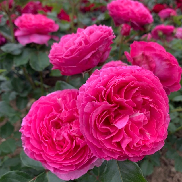 Ava is a deep pink Pheno Geno rose.