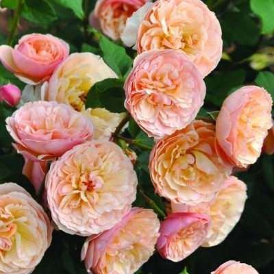 Mia Rose is a beautiful, floribunda rose with rich pink and yellow tones.