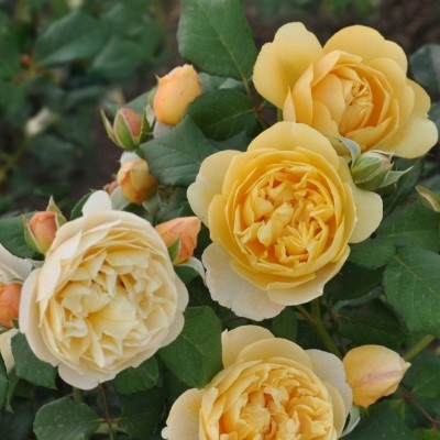 Zara is a beautiful yellow floribunda rose bred by Pheno Geno.