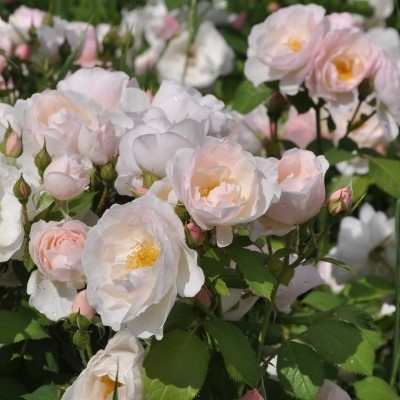 Pear | SHRUB ROSE | Quality Roses Direct From Grower