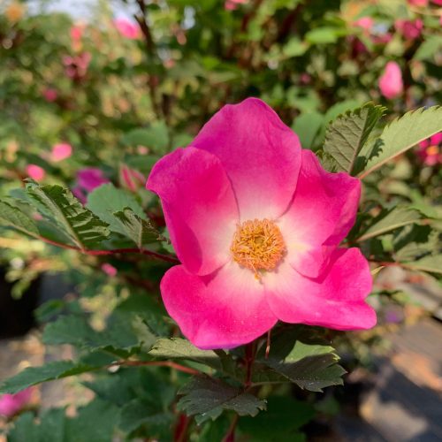 Rosa sheradii is a deep pink single flowers species rose with unusual purple veins.