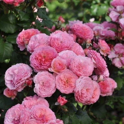 Lily is a pink floribunda rose bred by Pheno Geno.