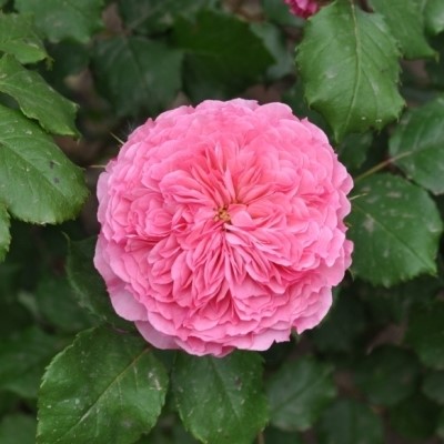 Katarina pink floribunda rose.