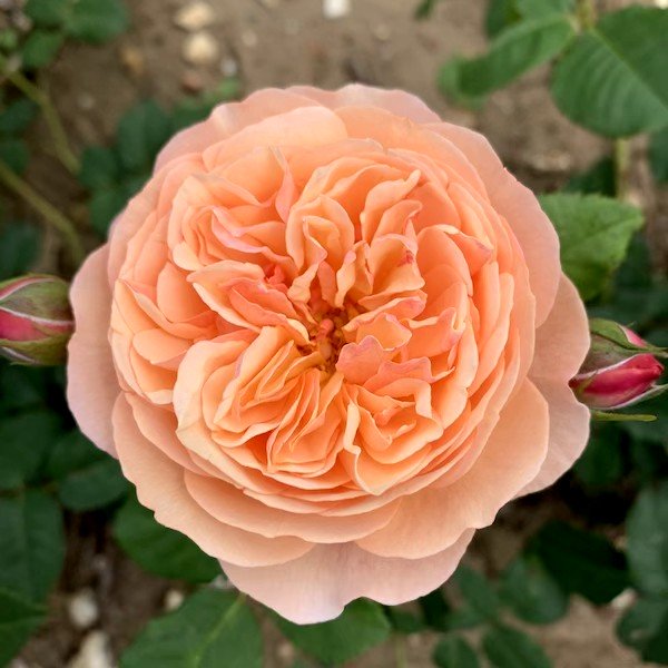 Mia - Image 2
