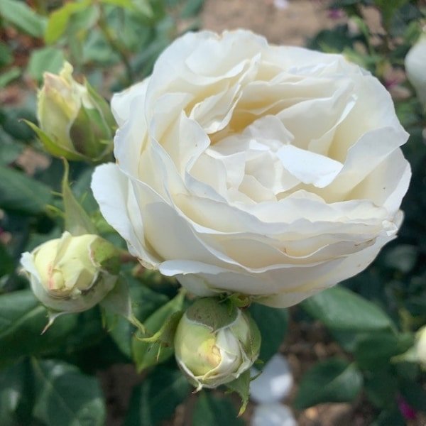 Pearl, beautful rounded buds of ivory white.