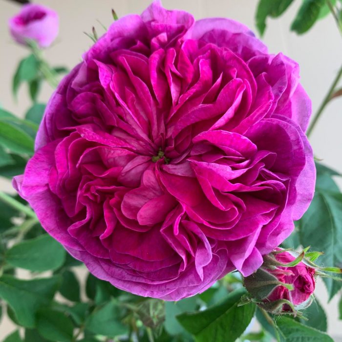 Charles de Mills is an old gallica rose with deep crimson/ purple blooms.