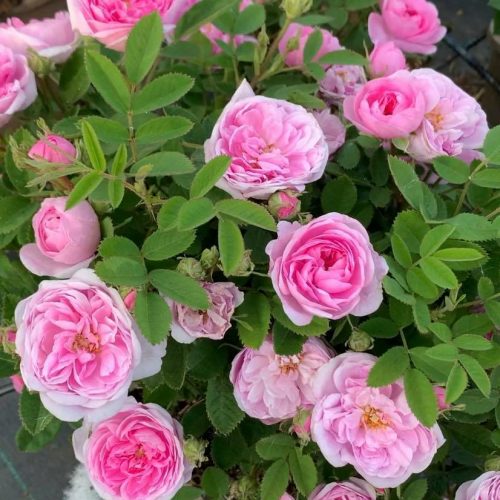 De Meaux has tiny sprays of light pink blooms.