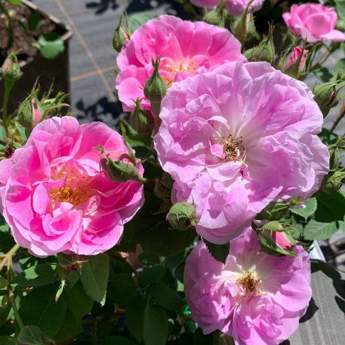 Bourbon Queen is a healthy and beautifully fragrant pink double rose.