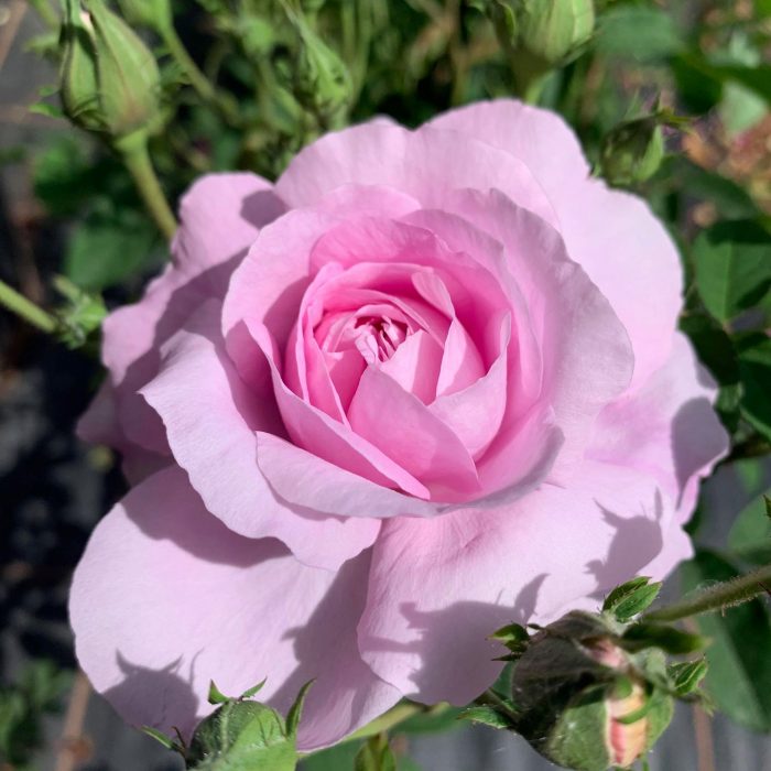 Ispahan is a pink damask rose with superbly strong fragrance.