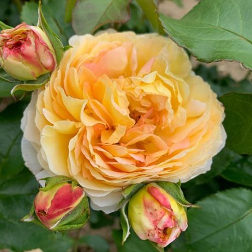 Belle de Jour is rose of the year 2021. Beautiful yellow rose from Delbard.
