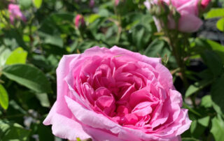 Comte de Chambored is a pink damask rose with immense fragrance and the tendancy to repeat flower.