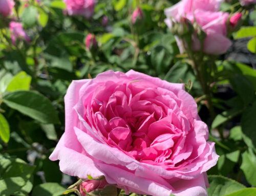 Comte de Chambord – An intriguing rose