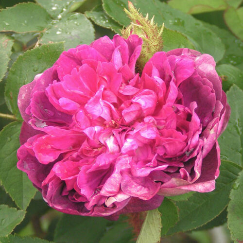 Mme de la Roche Lambert is a purple moss rose.