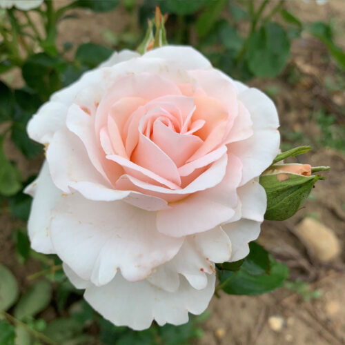 Amy (Melanie), is a wonderfully scented light pink Renaissance rose.