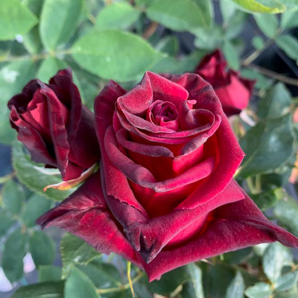Black Baccara lovely deep red rose.