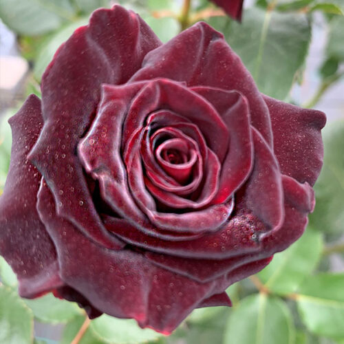 Black Baccara is one of the closest to black roses around. Deep velvety red blooms adorn this tall upright shrub.